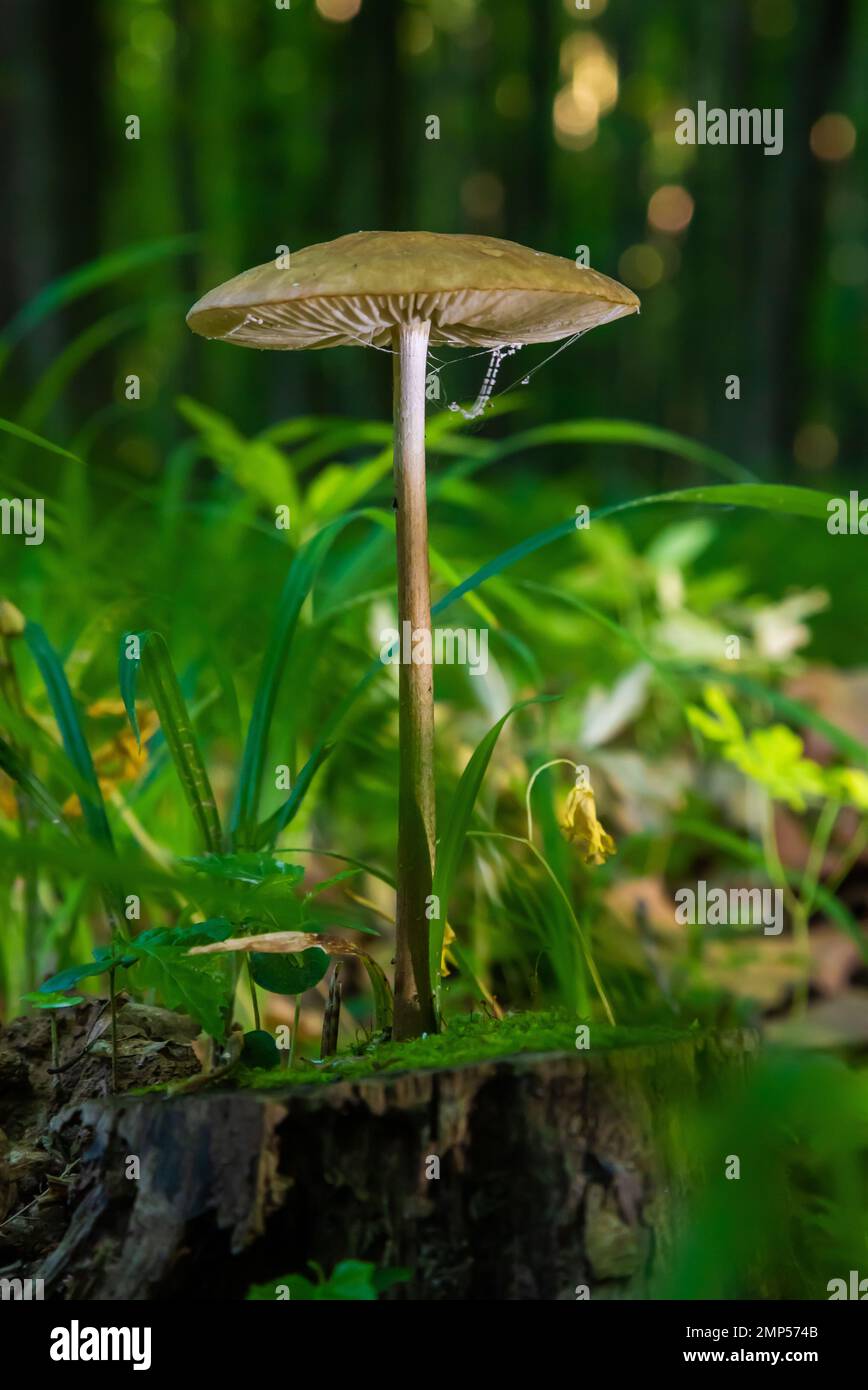 champignons dans l'environnement naturel de la forêt Banque D'Images