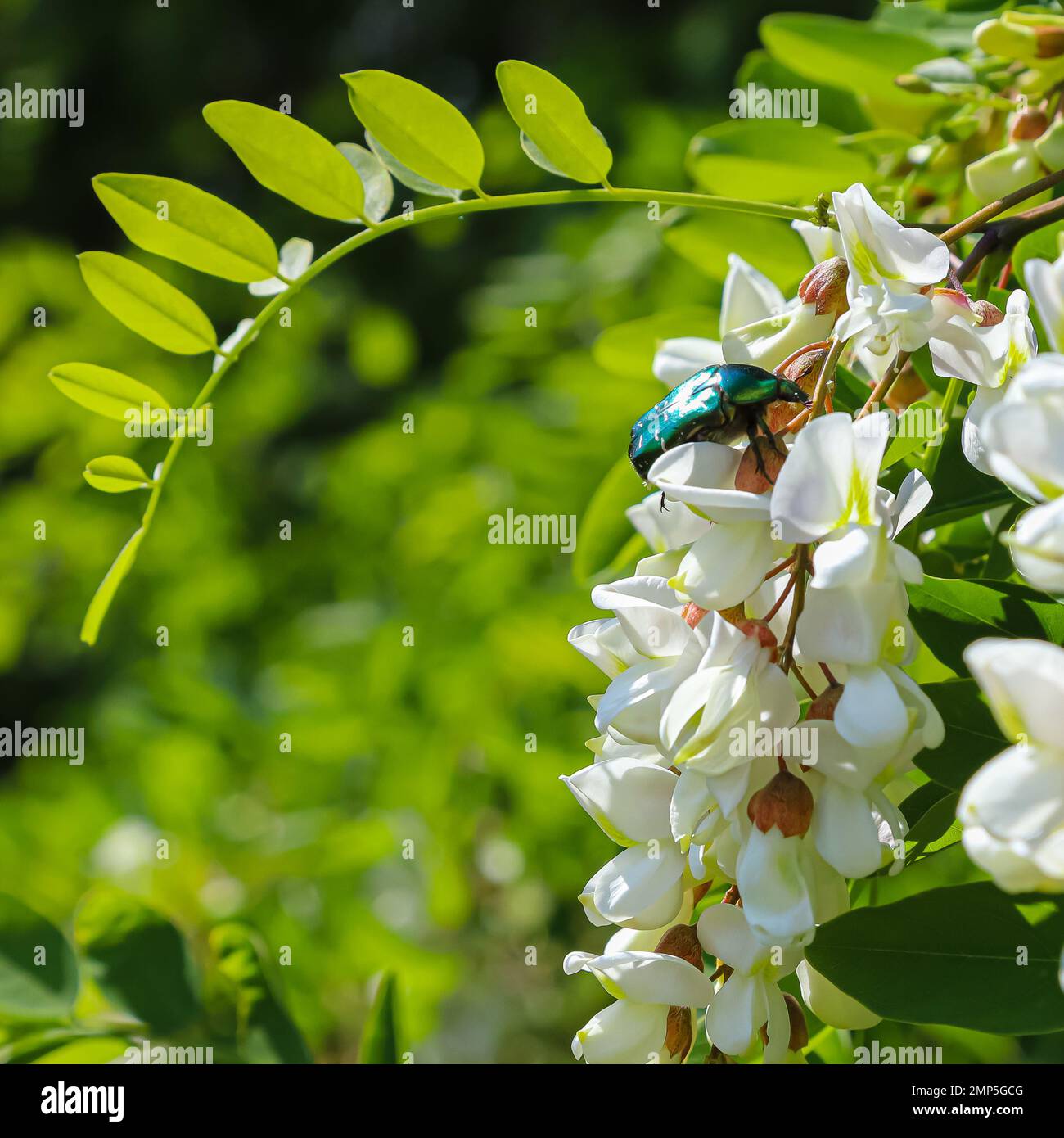 le coléoptère sur les fleurs d'acacia blanc se ferme sur un fond vert Banque D'Images
