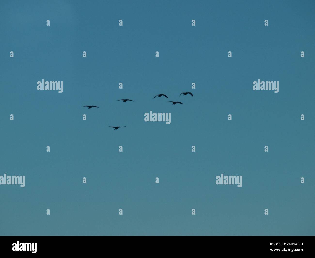 Oiseaux au Japon Banque D'Images