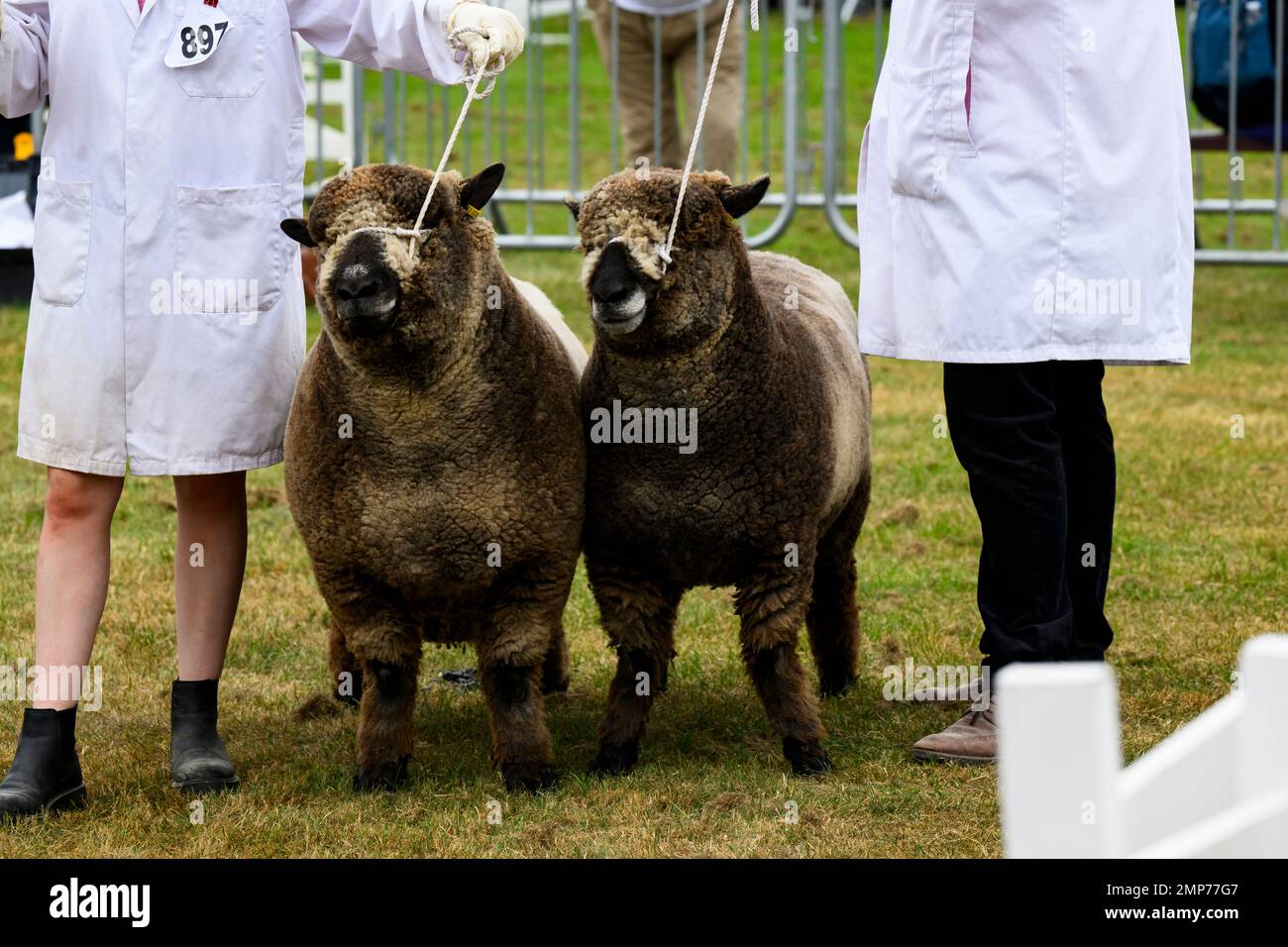Les moutons Ryeland de couleur (polaires noirs, brebis) sont aux côtés des agriculteurs (hommes femmes) pour juger - The Great Yorkshire Show, Harrogate England UK. Banque D'Images