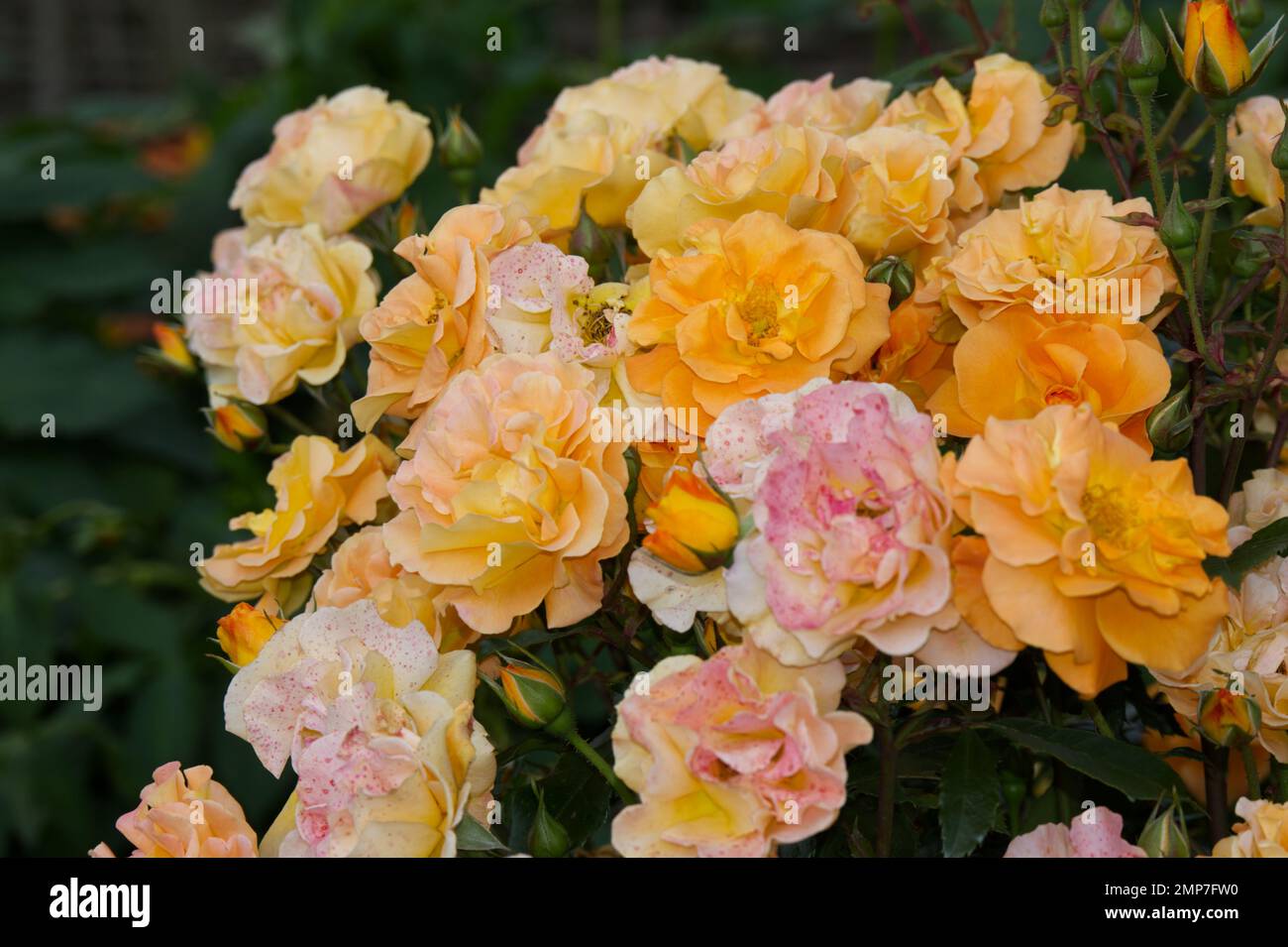 Fleur d'automne dorée chaude de rose Rosa Prceious Amber dans le jardin britannique septembre Banque D'Images