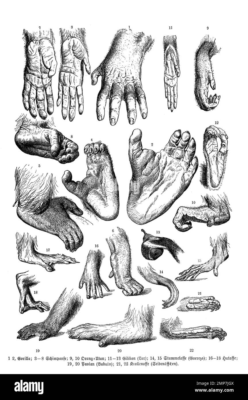 Handel und Fuß verschiedener Affen. 1,2 Gorilla, 3-8 Schimpanse, 9-10 Orang Utan 11-13 Gibbom, 14-15 Stummelafe, 16-18 Hutaffe, 19-20 Pavie, 21-22 Krallenaffe, Digital restaurierte Reproduktion einer Originalvorlage aus dem 19. Jahrhundert, genaues Originaldatum nicht bekannt Banque D'Images