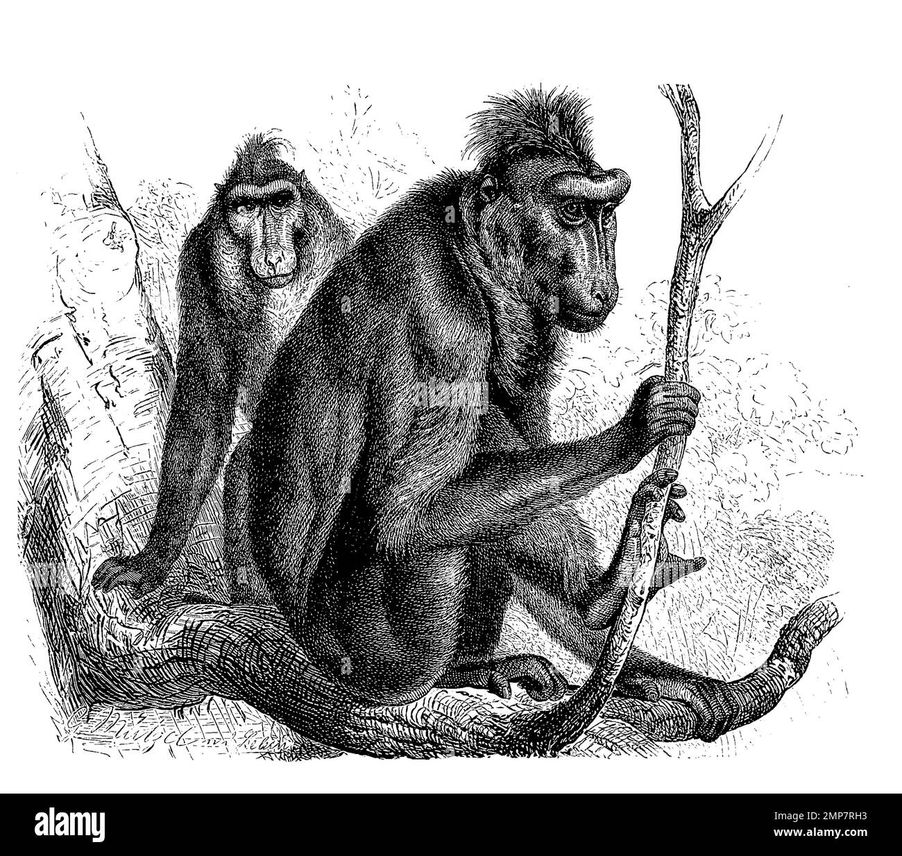 Mohrenpavian oder Schopfpavia, Cynopithecus niger, restauration numérique Reproduktion einer Originalvorlage aus dem 19. Jahrhundert, genaues Originaldatum nicht bekannt Banque D'Images Mohrenpavian oder Schopfpavia, Cynopithecus niger, restauration numérique Reproduktion einer Originalvorlage aus dem 19. Jahrhundert, genaues Originaldatum nicht bekannt Banque D'Images