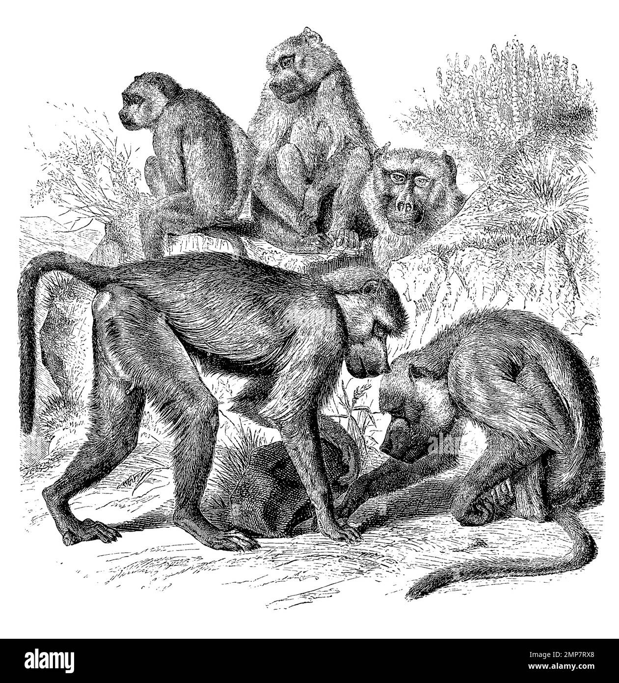 Steppenpavian, Papio cynocephalus, auch Gelber Pavian oder Babuin, digital restaurierte Reproduktion einer Originalvorlage aus dem 19. Jahrhundert, genaues Originaldatum nicht bekannt Banque D'Images Steppenpavian, Papio cynocephalus, auch Gelber Pavian oder Babuin, digital restaurierte Reproduktion einer Originalvorlage aus dem 19. Jahrhundert, genaues Originaldatum nicht bekannt Banque D'Images