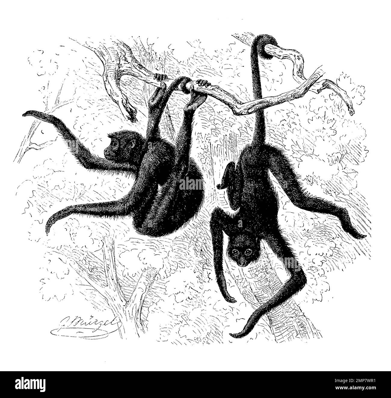 Rotgesichtklammeraffe, Ateles paniscus, eine im nordöstlichen Südamerika lebende Primatenart aus der Familie der Klammerschwanzaffen, digital restaurierte Reproduktion einer Originalvorlage aus dem 19. Jahrhundert, genaues Originaldatum nicht bekannt Banque D'Images