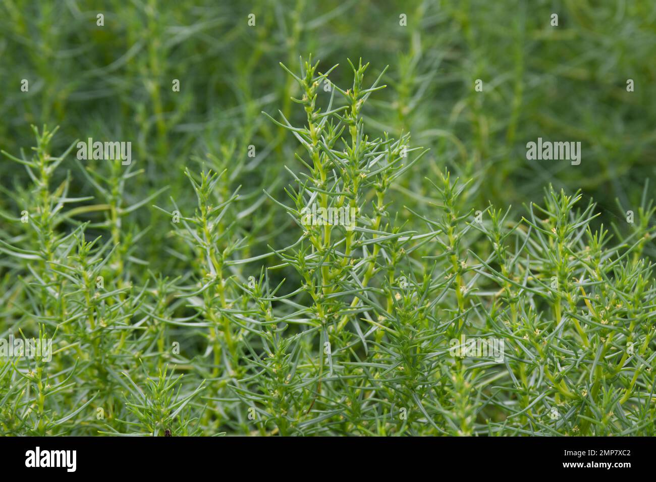 Culture de plantes de légumes italiens Agretti Roscano, également connu sous le nom de Toscane Roscano, Saltwort ou Salsola soda dans le jardin du Royaume-Uni septembre Banque D'Images