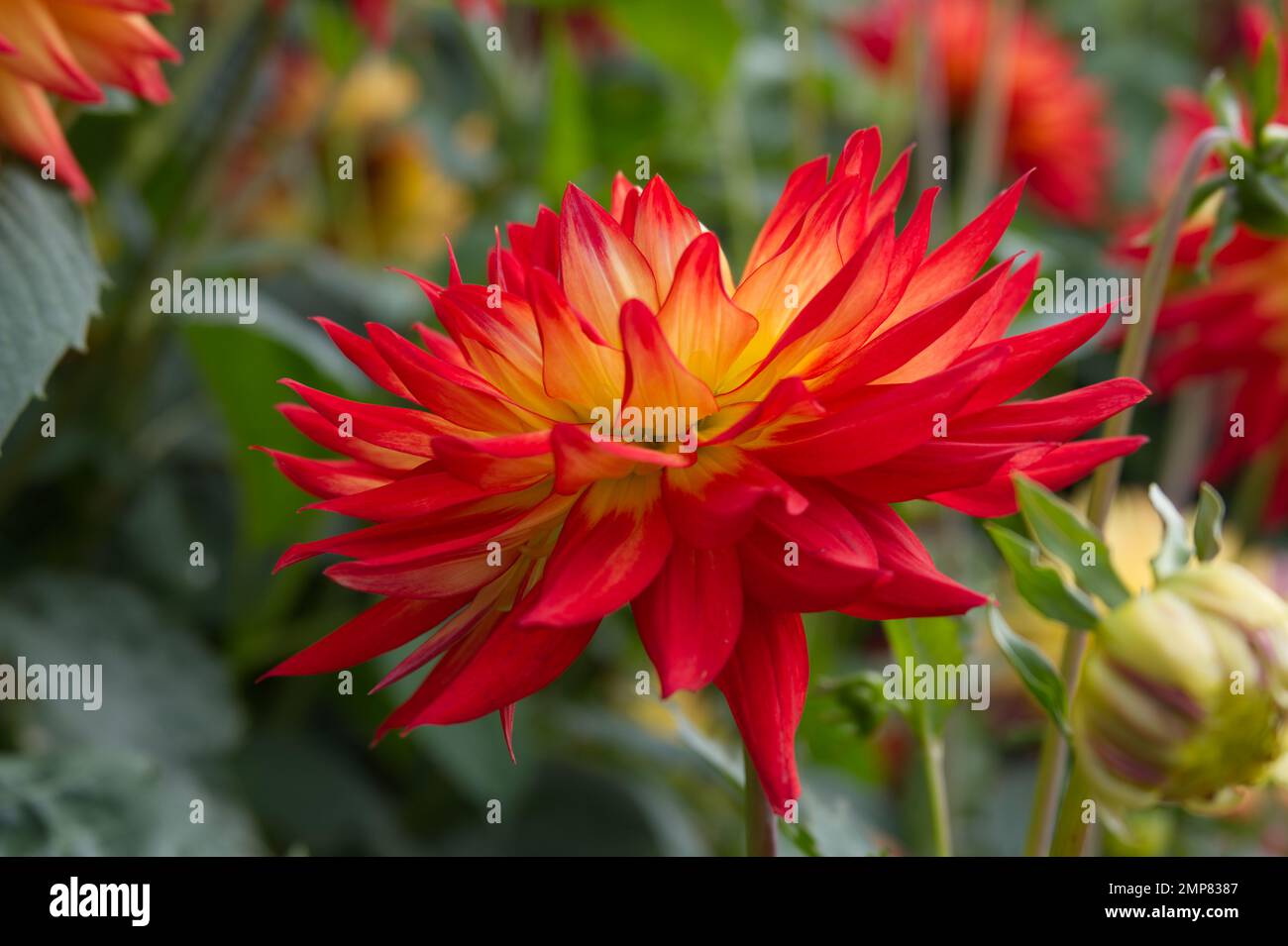 Fleur rouge et jaune de dahlia décorative coucher de soleil poussant dans un jardin britannique septembre Banque D'Images