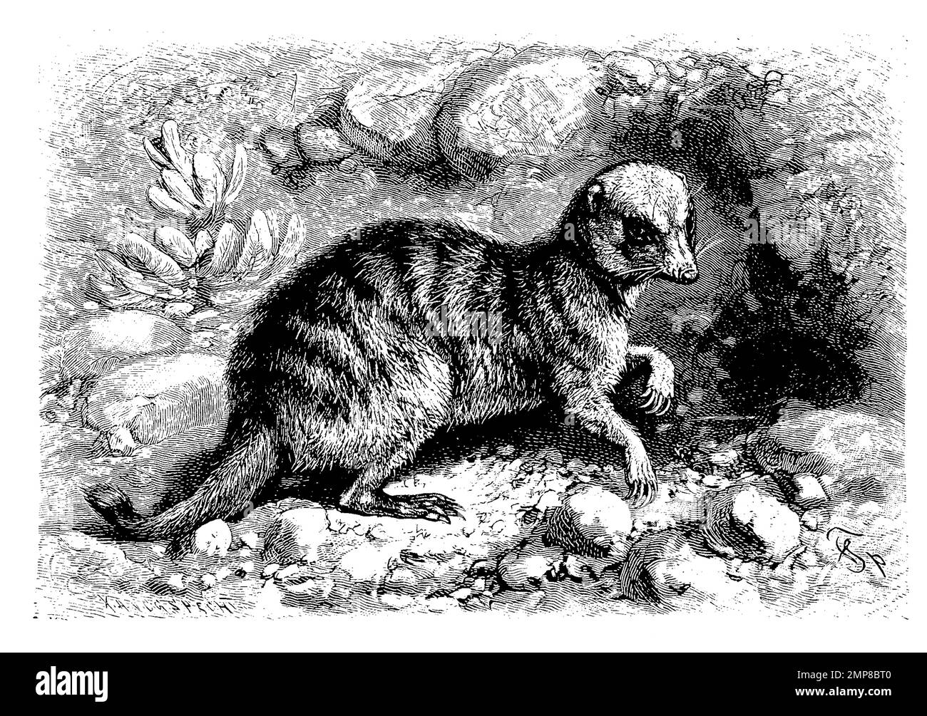 Erdmännchen, Suricata suricata, auch Surikate oder veraltet Scharrtier genannt, eine Säugetierart aus der Familie der Mangusten, digital restaurierte Reproduktion einer Originalvorlage aus dem 19. Jahrhundert, genaues Originaldatum nicht bekannt Banque D'Images