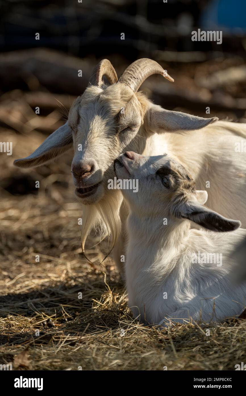 une chèvre de mère blanche et c'est bébé l'embrassant Banque D'Images