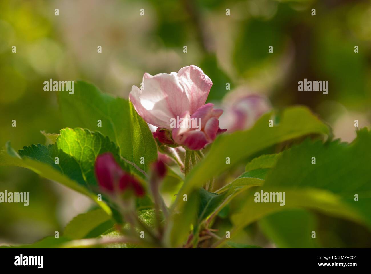 Gros plan de fleurs de Blossom rouges sur la branche. Fleur de pomme. Banque D'Images