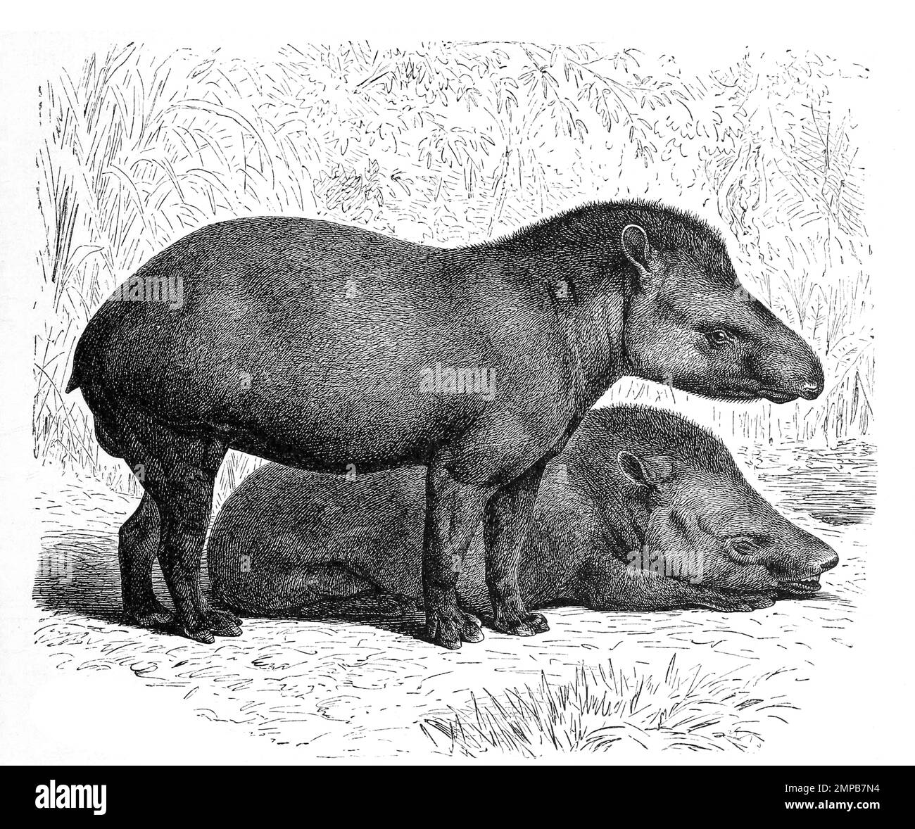 Anta, Flachlandtapir, Tapirus terrestris, ist eine Säugetierart aus der Gattung der Tapire / tapir sud-américain, Tapirus terrestris, également appelé le tapir brésilien, du Tupi tapi'ira, du tapir amazonien, du tapir mandé, du tapir des basses terres, du tapir anta, Est l'une des quatre espèces reconnues de la famille des tapirs, Historisch, digital restaurierte Reproduktion von einer Vorlage aus dem 18. Jahrhundert, Banque D'Images