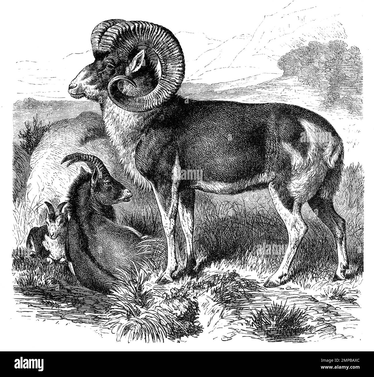 Katschkar, Ovis polii / Marco Polo brebis, Ovis ammon polii, est une sous-espèce de ovins argali, Historisch, digital restaurierte Reproduktion von einer Vorlage aus dem 18. Jahrhundert, Banque D'Images