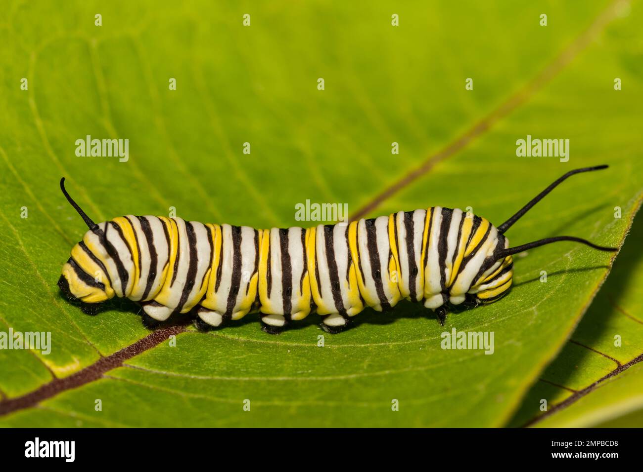 Monarque Caterpillar - Danaus plexippus Banque D'Images