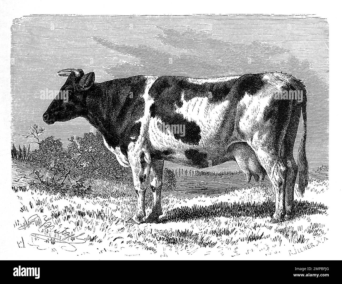 Holländer rind, Holsteiner rind, Bos taurus hollandicus, BEI der Rinderrasse Holstein handelt es sich um eine der weltweit bedeutsendsten Milchviehrassen, Historisch, digital restaurierte Reproduktion von einer Vorlage aus dem 18. Jahrhundert, Banque D'Images