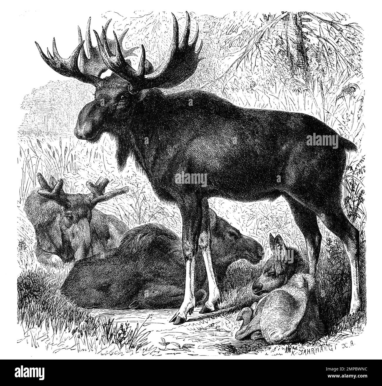ELCH, Alces alces, die größte heute vorkommende Art der Hirsche, Historisch, digital restaurierte Reproduktion von einer Vorlage aus dem 18. Jahrhundert, Banque D'Images