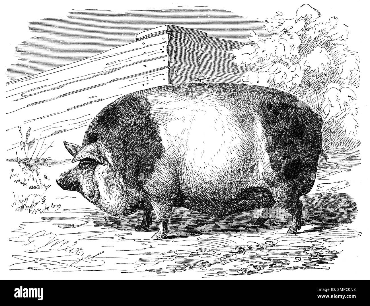 Harrissonschwein, Schweinerasse, Zuchtschwein, Historisch, digital restaurierte Reproduktion von einer Vorlage aus dem 18. Jahrhundert, Banque D'Images