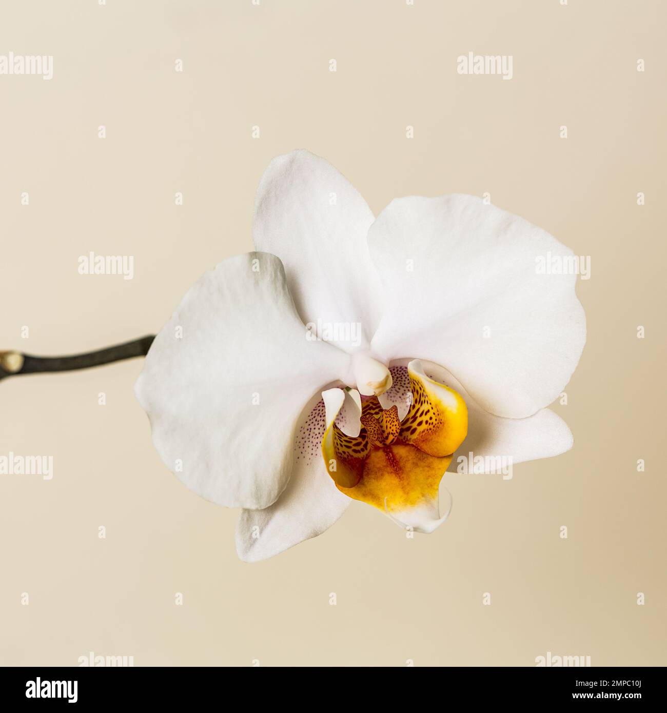 Fleurs d'orchidée jaune blanc sur fond blanc Banque D'Images