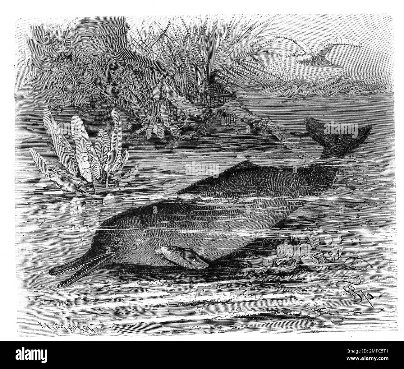 Schnabeldelphin, Platanista gangetica, Historisch, digital restaurierte Reproduktion von einer Vorlage aus dem 18. Jahrhundert, Banque D'Images