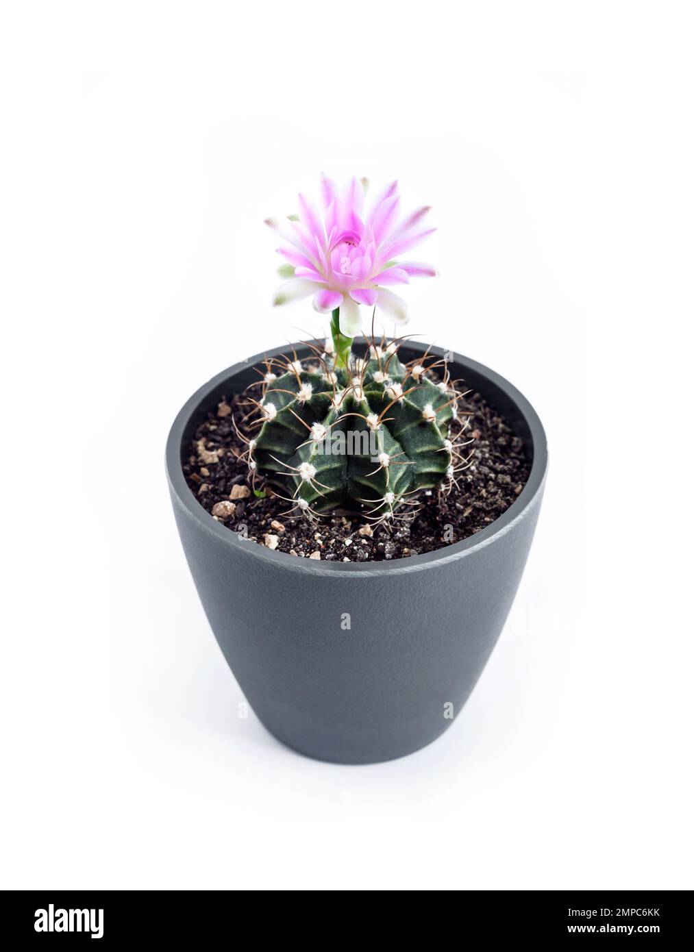 Floraison Gymnocalycium mihanovichii cactus dans un pot isolé sur fond blanc Banque D'Images