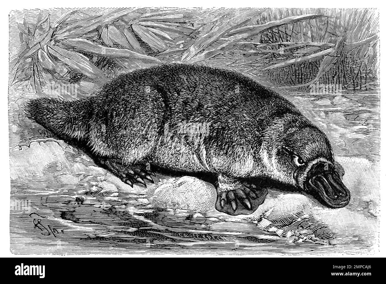 Schnabeltier, Ornithorhynchus anatinus, Historisch, digital restaurierte Reproduktion von einer Vorlage aus dem 18. Jahrhundert, Banque D'Images