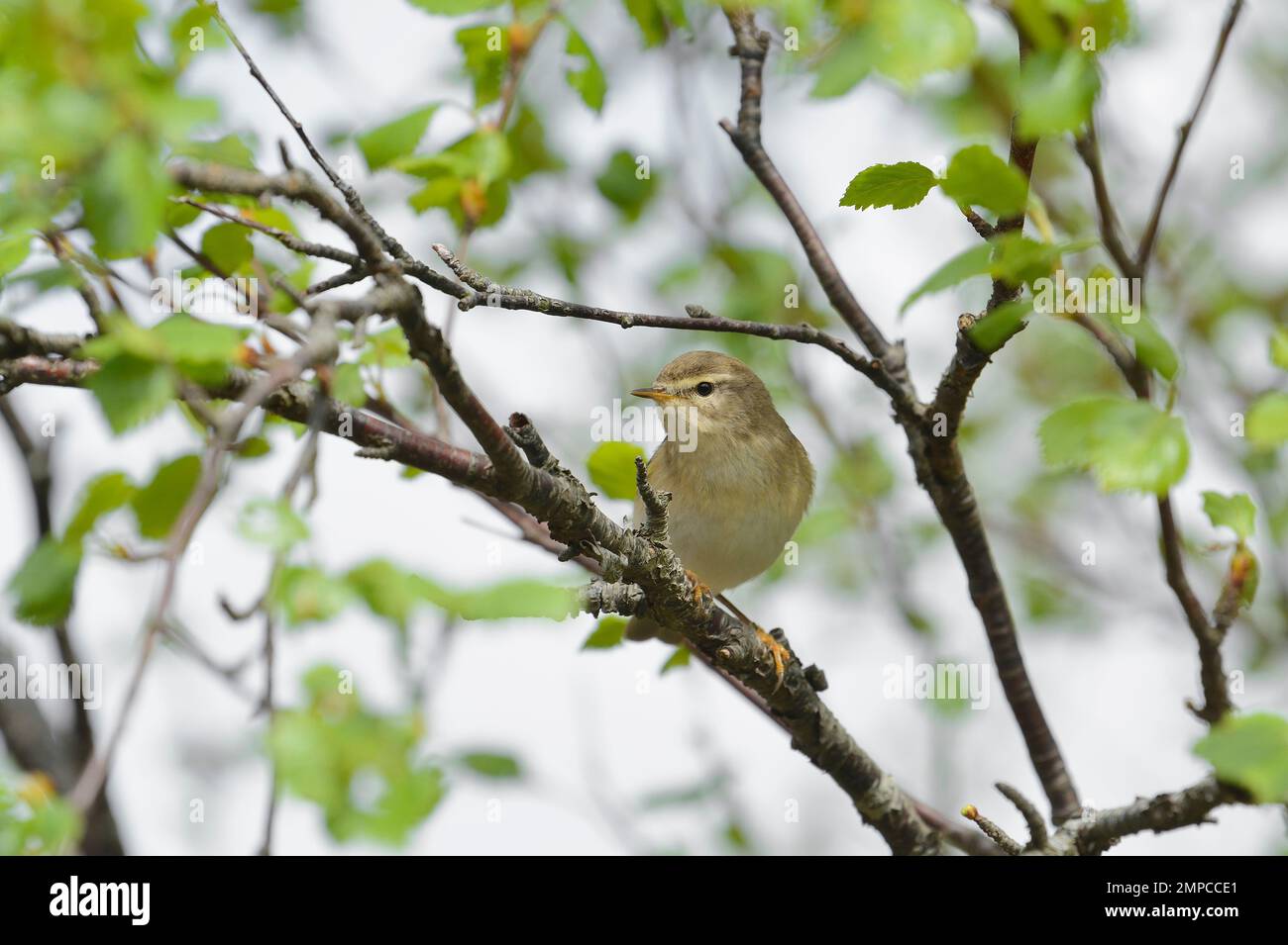 Paruline à saule (Phylloscopus trochilus) dans un bouleau par le centre des visiteurs, Beinn dix-huitième NNR, Kinlochewe, Écosse, mai 2022 Banque D'Images