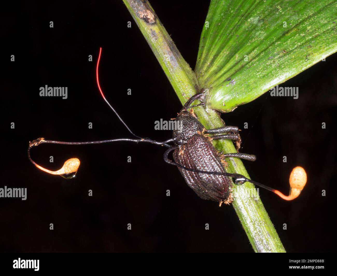 Le champignon Cordyceps (Ophiocordyceps curculionum) infectant un charançon, province d'Orellana, Équateur Banque D'Images