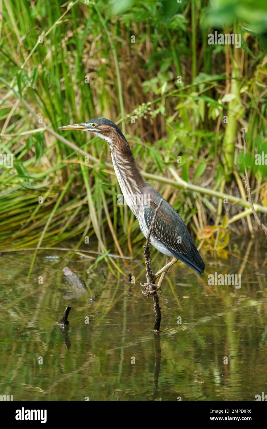 Héron vert juvénile perché de façon précaires sur une petite branche émergeant d'un étang Banque D'Images
