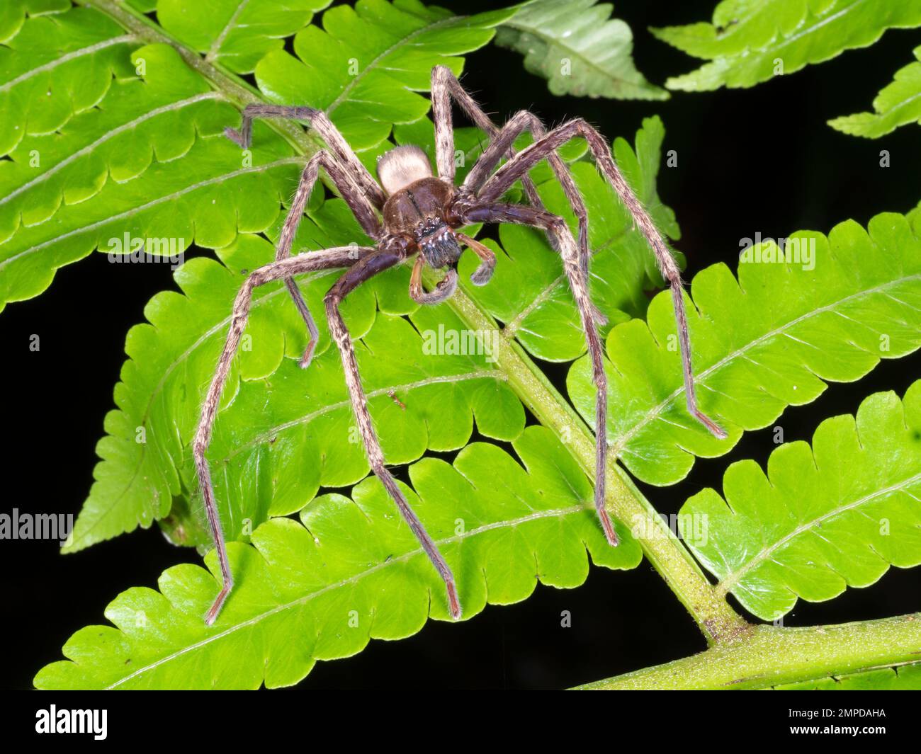 Araignée de Trechaleid (Trechalea sop, Trechalieidae). Province d'Orellana, Équateur Banque D'Images