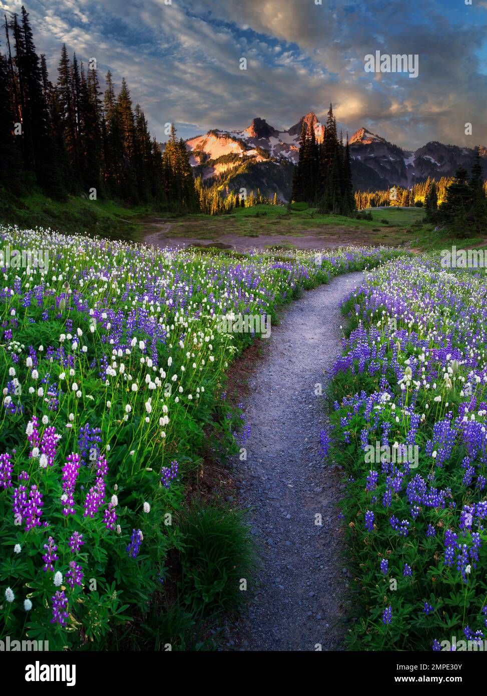 Fleurs sauvages, chemin et montagnes. Tatoosh Mt Rainier National Park, Washington Banque D'Images