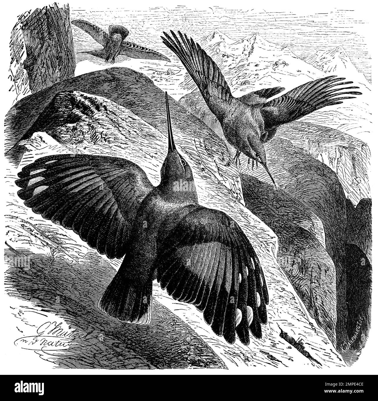 Vogel, Mauerläufer, Tichodroma muraria ist ein kleibergroßer, auffällig gefärbter Singvogel, Historisch, digital restaurierte Reproduktion von einer Vorlage aus dem 19. Jahrhundert Banque D'Images