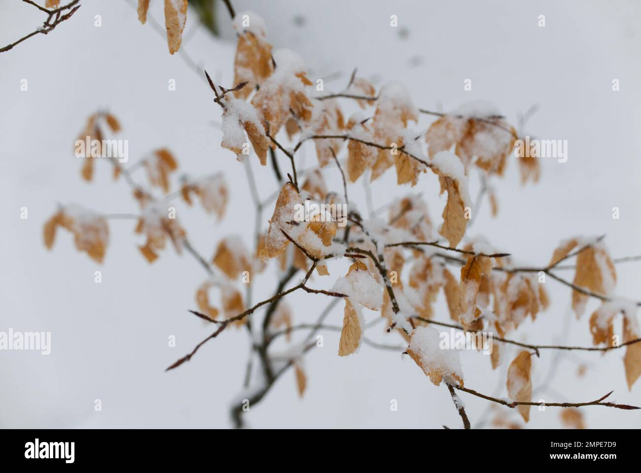 Hiver dans la montagne d'appennino, neige à l'automne de Dardagna, Italie Banque D'Images