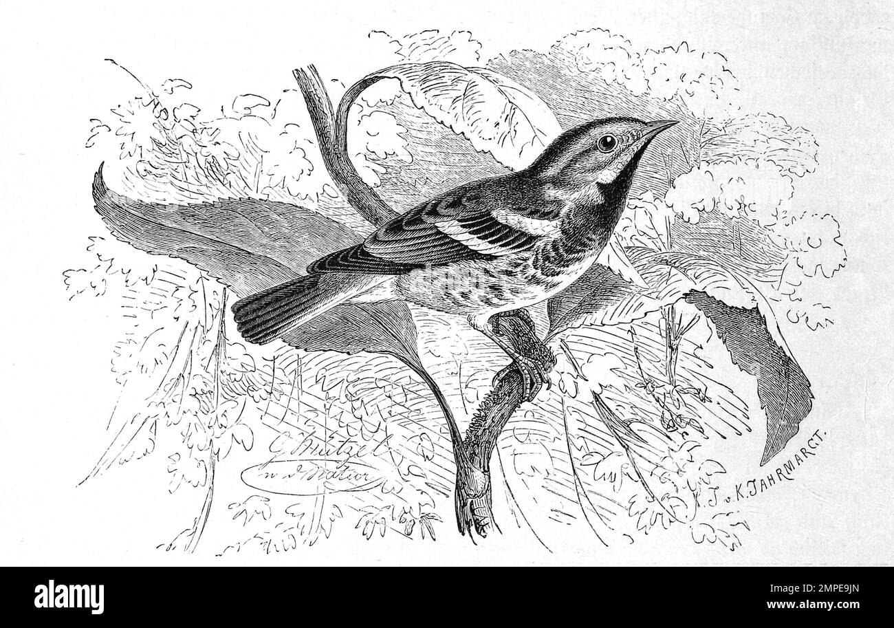 Vogel, Grünwaldsänger, Setophaga virens, Dendroica virens, ein kleiner Vogel aus der Gattung der Baumwaldsänger, Historisch, digital restaurierte Reproduktion von einer Vorlage aus dem 19. Jahrhundert Banque D'Images