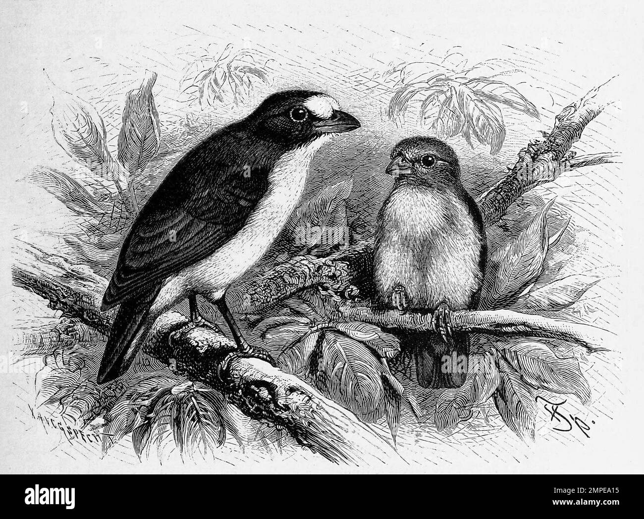 Vogel, Guttamara, violenté euphonia, Euphonia violacea est un petit oiseau de passereau de la vraie famille finch, Historisch, restaurant numérique Reproduktion von einer Vorlage aus dem 19. Jahrhundert Banque D'Images