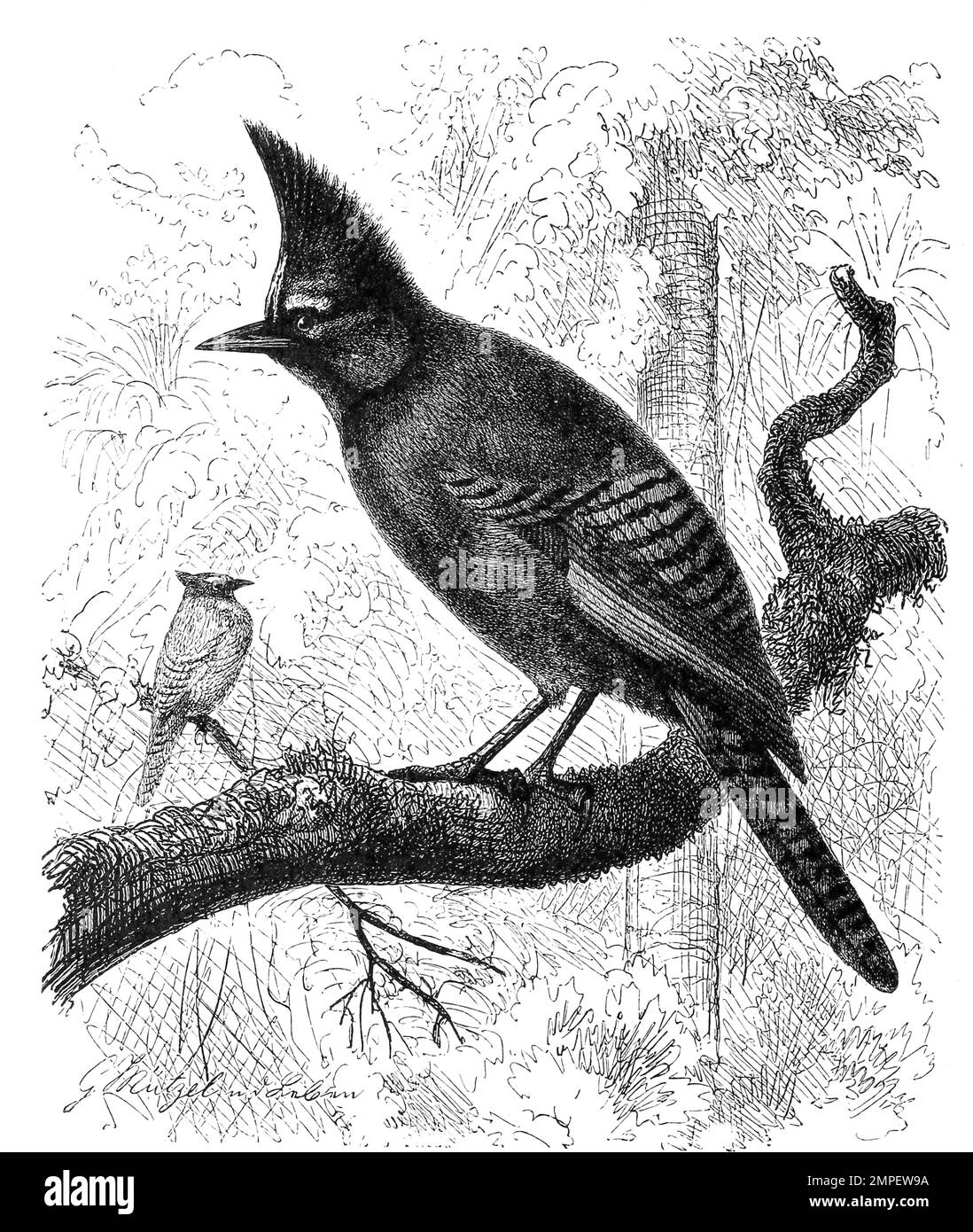 Vogel, Diademhäher, Cyanocitta stelleri ist ein amerikanischer Singvogel aus der Familie der Rabenvögel, Historisch, digital restaurierte Reproduktion von einer Vorlage aus dem 19. Jahrhundert Banque D'Images
