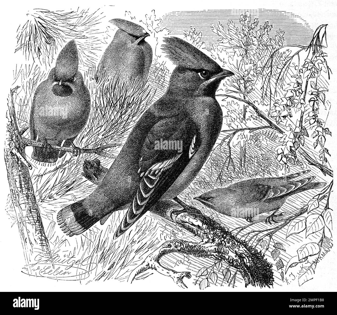 Vogel, Seidenschwanz, Bombycilla garrulus ist ein Singvogel aus der Familie der Seidenschwänze, Historisch, digital restauerierte Reproduktion von einer Vorlage aus dem 19. Jahrhundert Banque D'Images