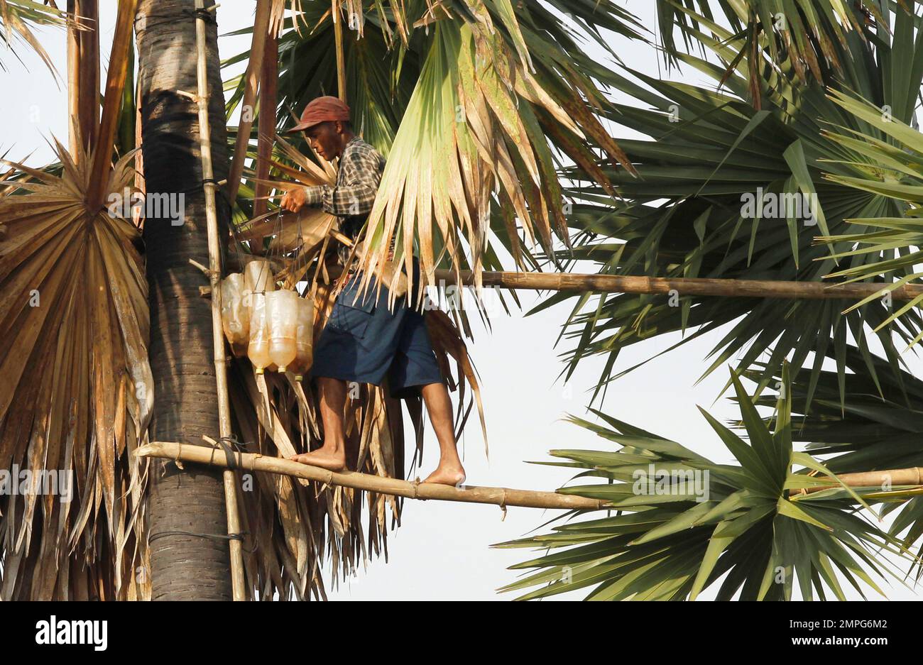 A Cambodian man walks on a long bamboo pole spanning across two tall palm trees collecting palm juice to make palm sugar during its harvest season in Samroang village on the north side of Phnom Penh, Cambodia, Thursday, Dec. 14, 2017. Some villagers earn up to USD$7 a day collecting palm juice as part of their daily income. (AP Photo/Heng Sinith) Banque D'Images