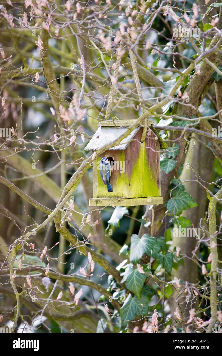 Bleu Tit regardant dans la boîte d'oiseau Banque D'Images