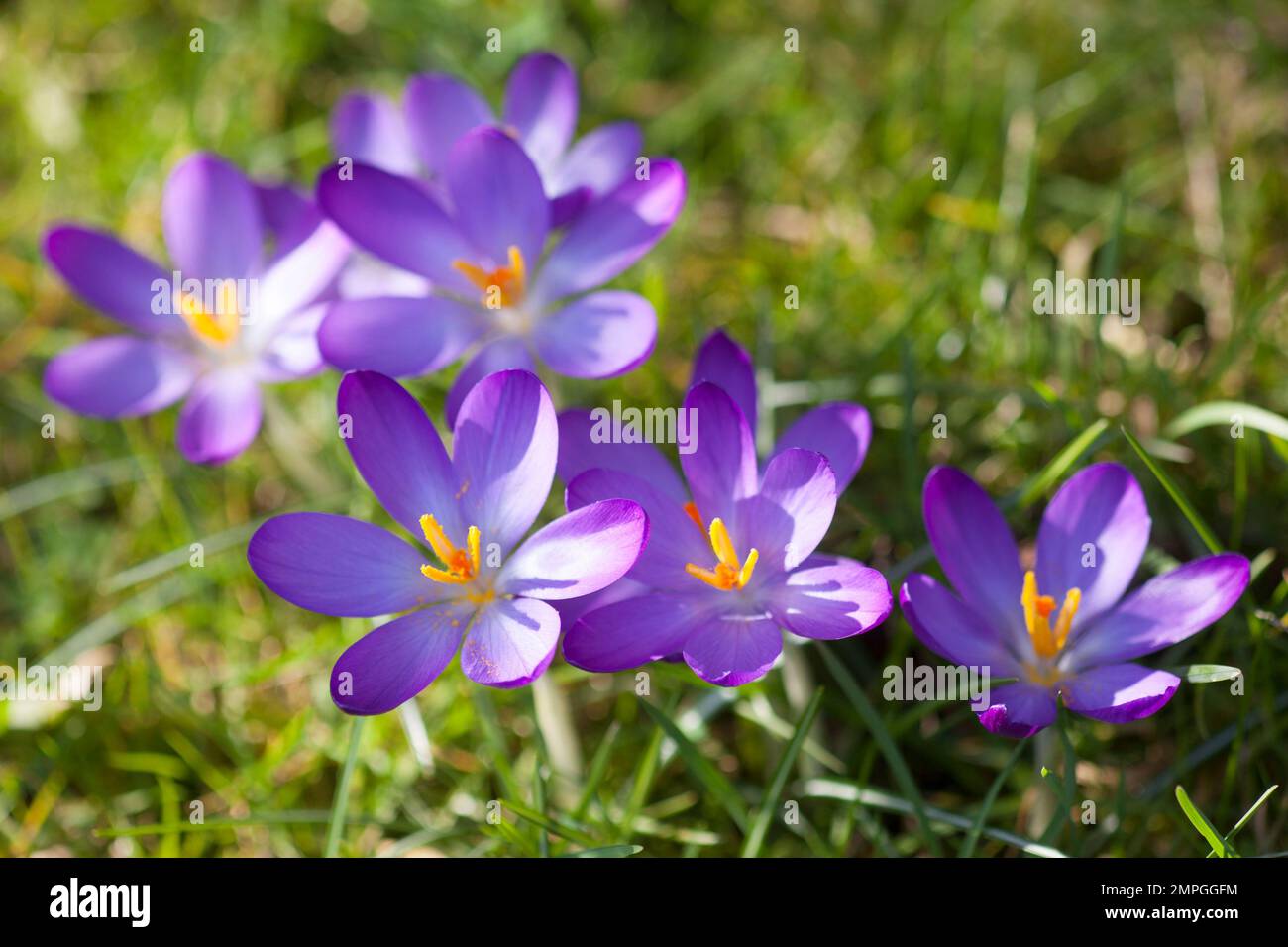 Fleurs crocii violets larges et ouvertes de près Banque D'Images