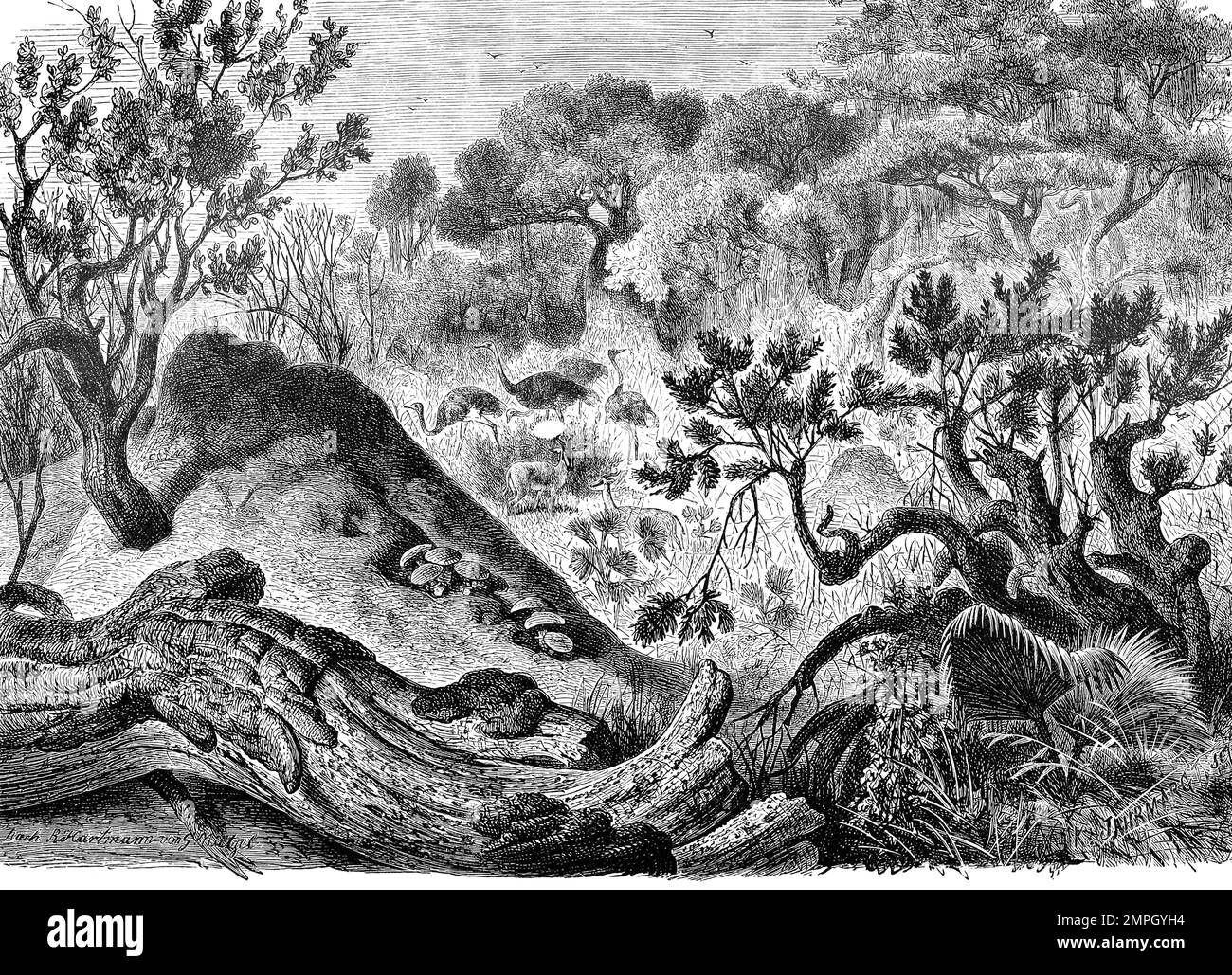 Insekten, Termitenhügel, Historisch, digital restaurierte Reproduktion von einer Vorlage aus dem 19. Jahrhundert Banque D'Images