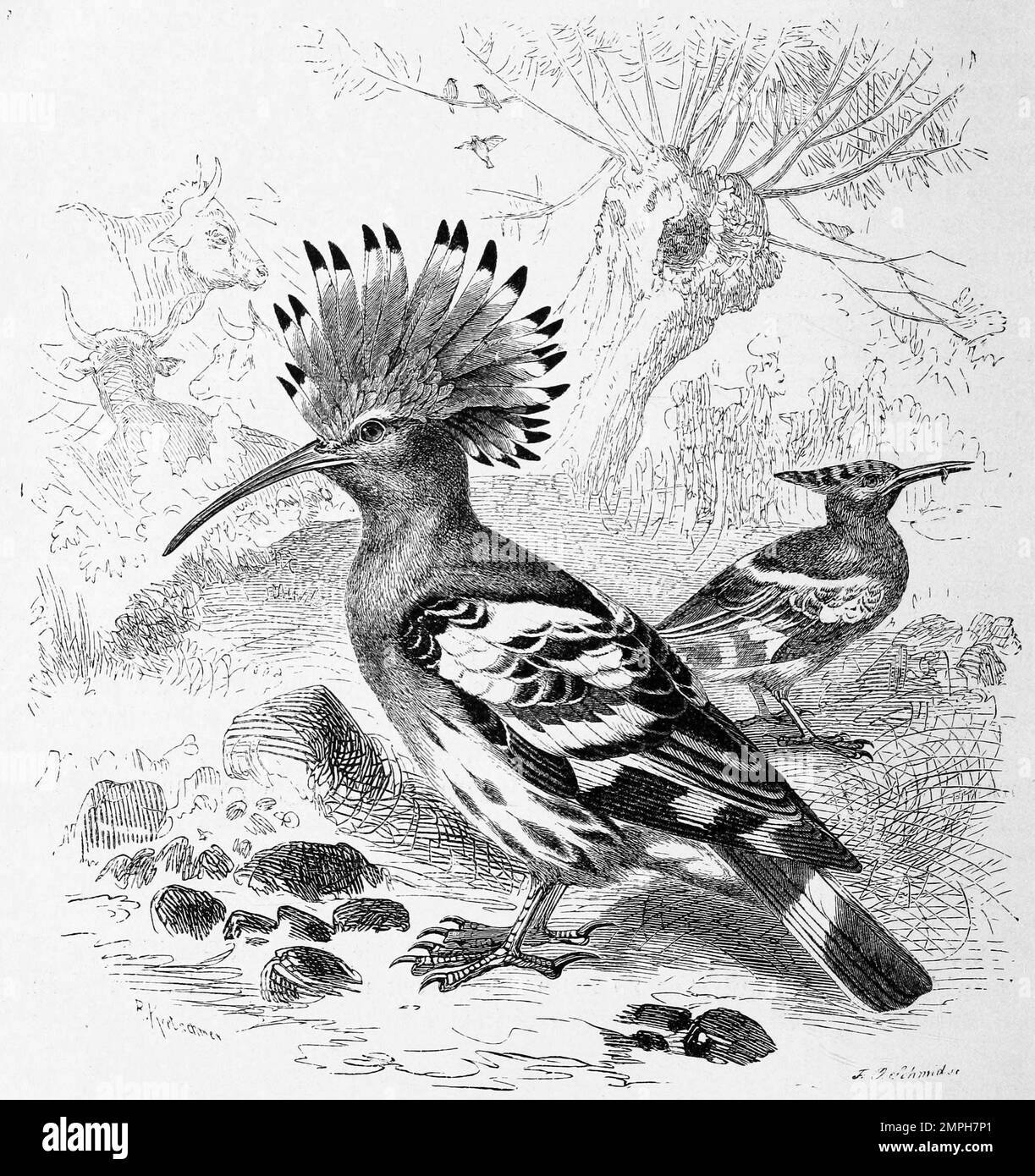 Vogel, Wiedehopf, Upupa epo ist eine von Drei Arten aus der Vogelfamilie der Wiedehopfe, Historisch, digital recoierte Reproduktion von einer Vorlage aus dem 19. Jahrhundert Banque D'Images