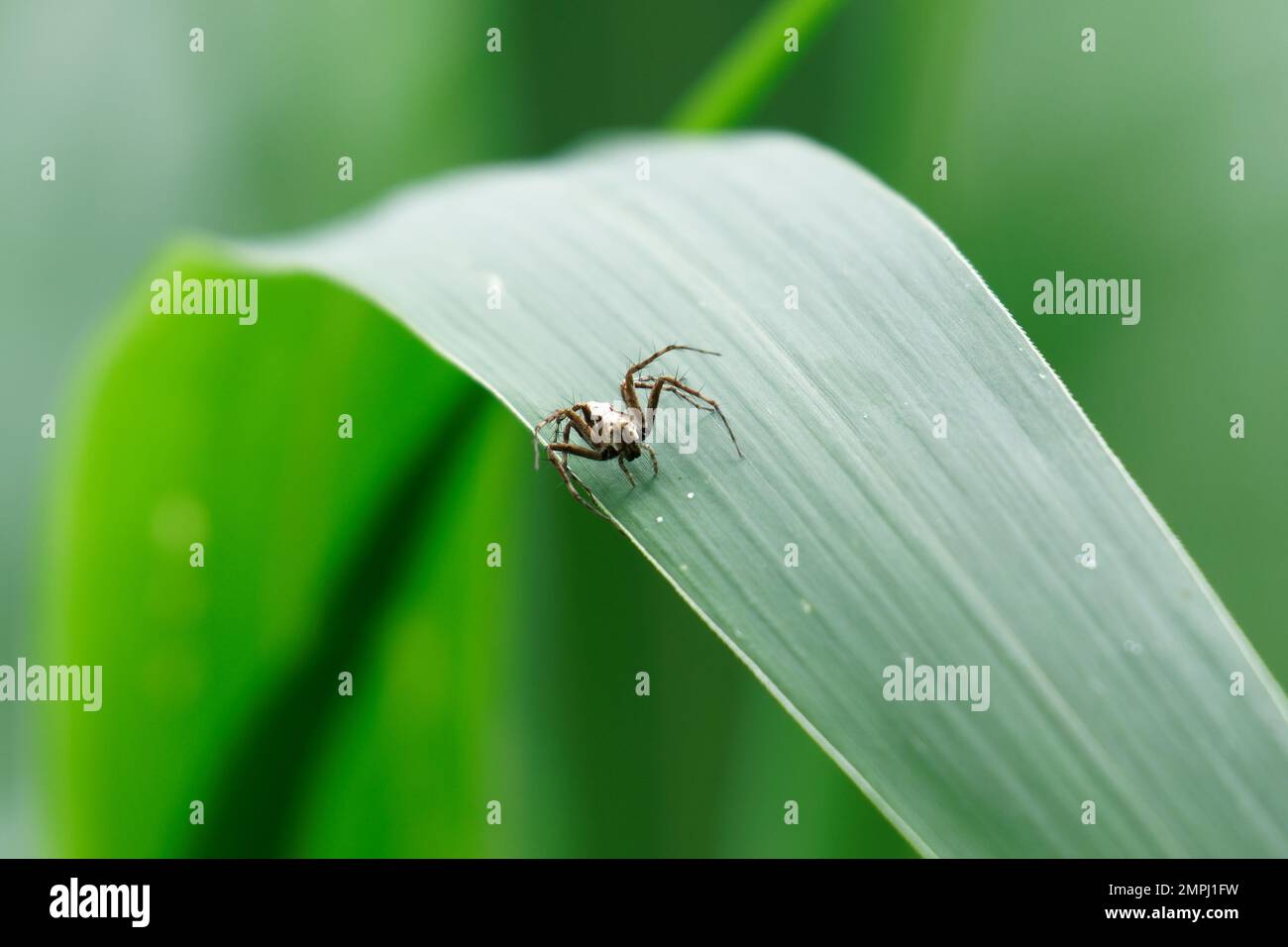 Araignée Lynx sur feuille verte Banque D'Images