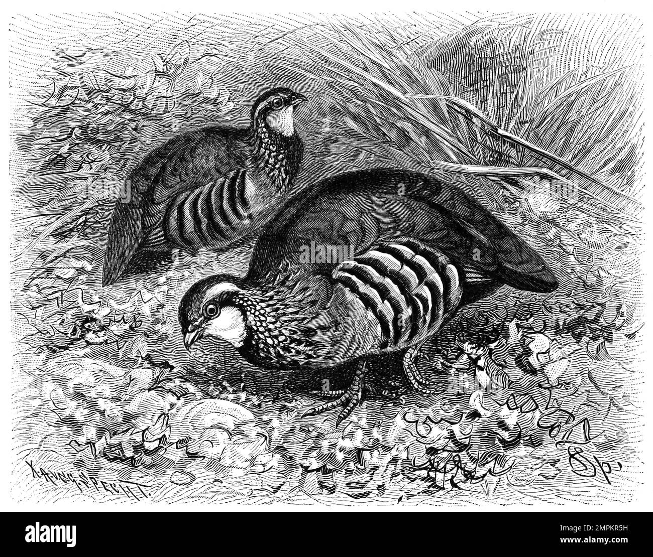 Vogel, Rothuhn, Alectoris rufa, eine Vogelart aus der Familie der Fasanenartigen, Historisch, digital restaurierte Reproduktion von einer Vorlage aus dem 18. Jahrhundert Banque D'Images