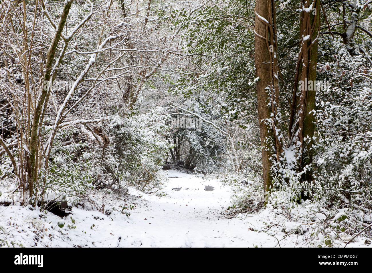 Chute de neige dans le bois de Whitmarsh près de Tisbury dans le Wiltshire. Banque D'Images