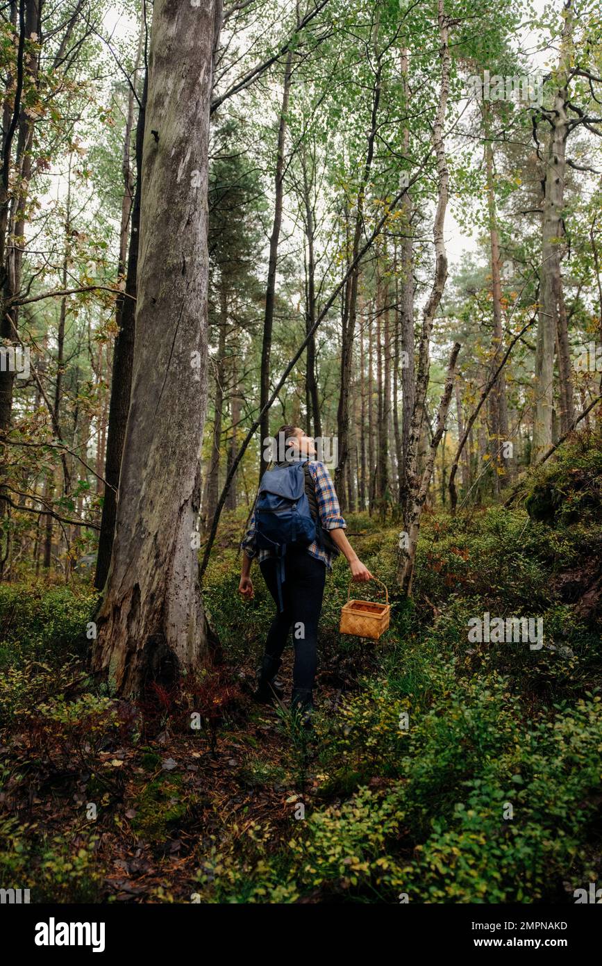Vue arrière de la femme avec panier explorant dans les bois pendant les vacances Banque D'Images