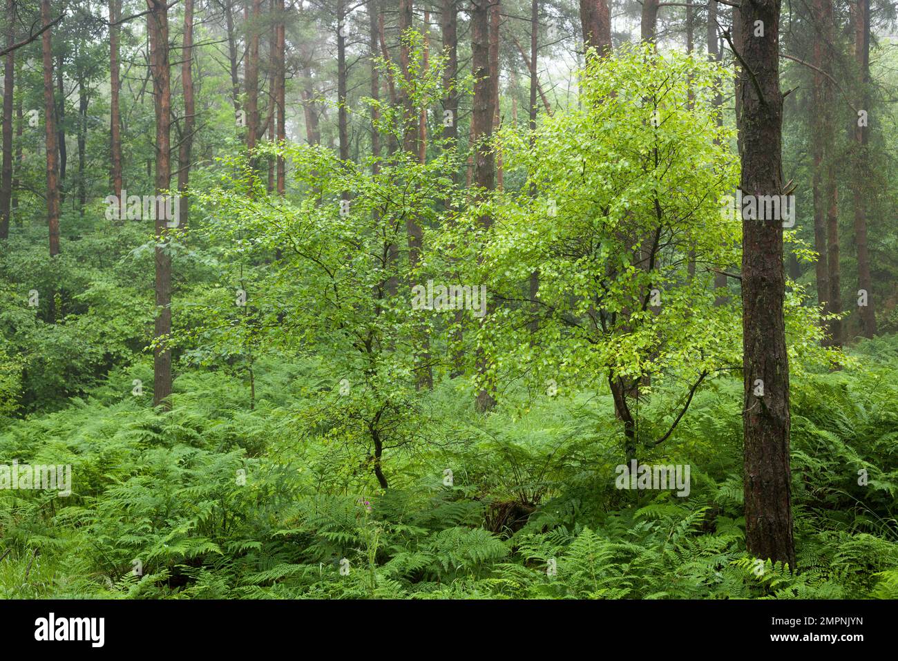 Jeunes arbres de hêtre poussant dans une plantation de conifères à East Harptree Woods dans les collines de Mendip, Somerset, Angleterre. Banque D'Images