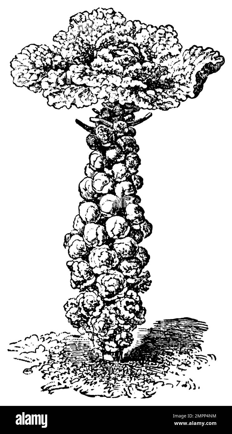 Germe de Bruxelles, Brassica oleracea var. gemmifera, (livre botanique, ca. 1900), Rosenkohl, chou de Bruxelles Banque D'Images