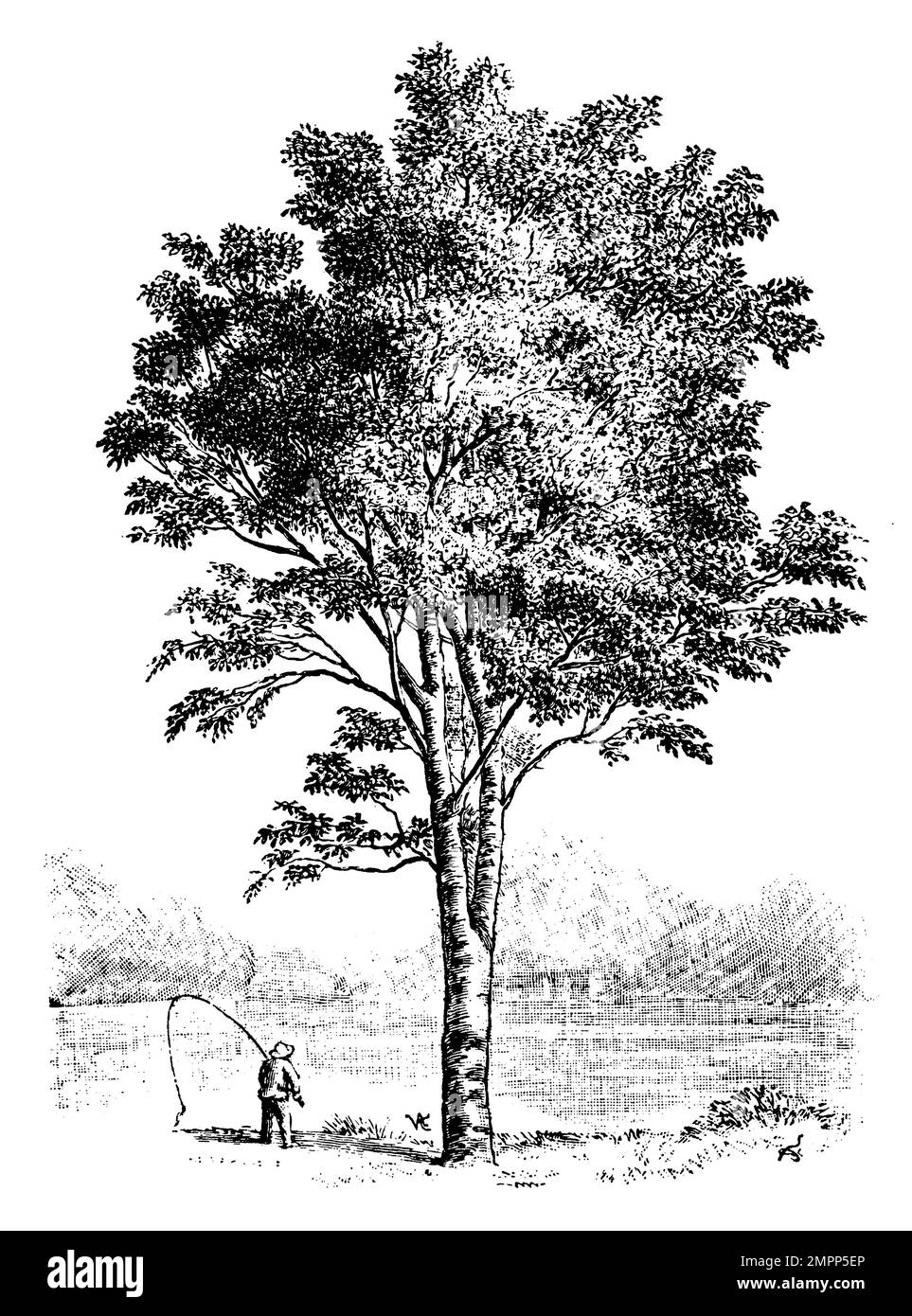 Bouleau à papier, Betula papyrifera, (livre de motifs d'impression, 1911), Papierbirke, rouleau à papier Banque D'Images