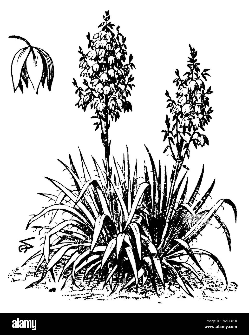 Yucca, Yucca gloriosa, (, 1911), Kerzen-Palmlie, Yucca superbe Banque D'Images