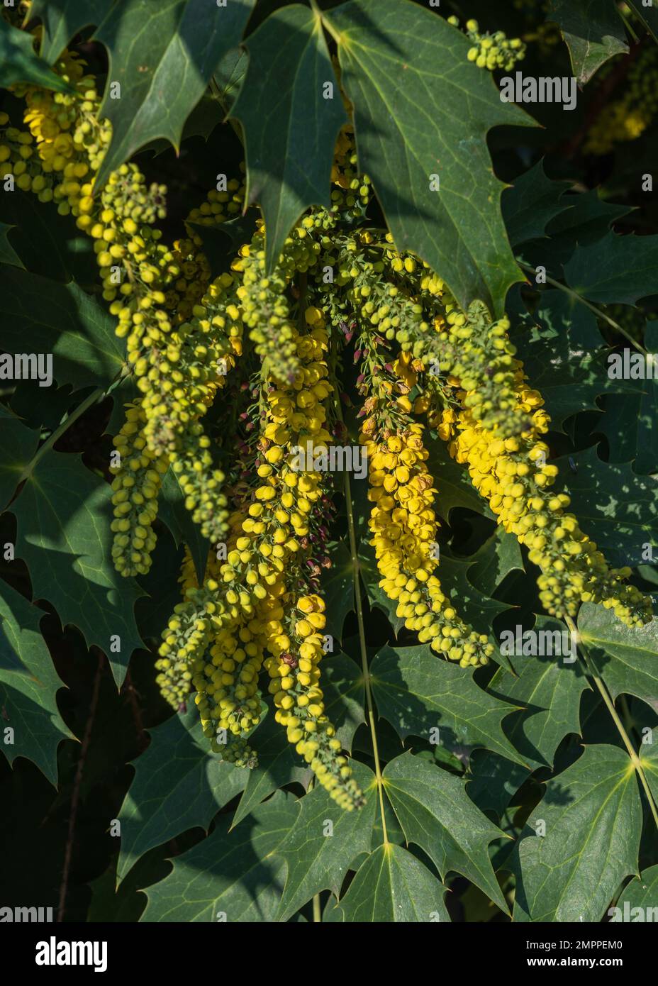 Gros plan sur les grappes jaunes de fleurs de mahonia japonica fleurir à l'extérieur dans le jardin lors d'une journée ensoleillée Banque D'Images