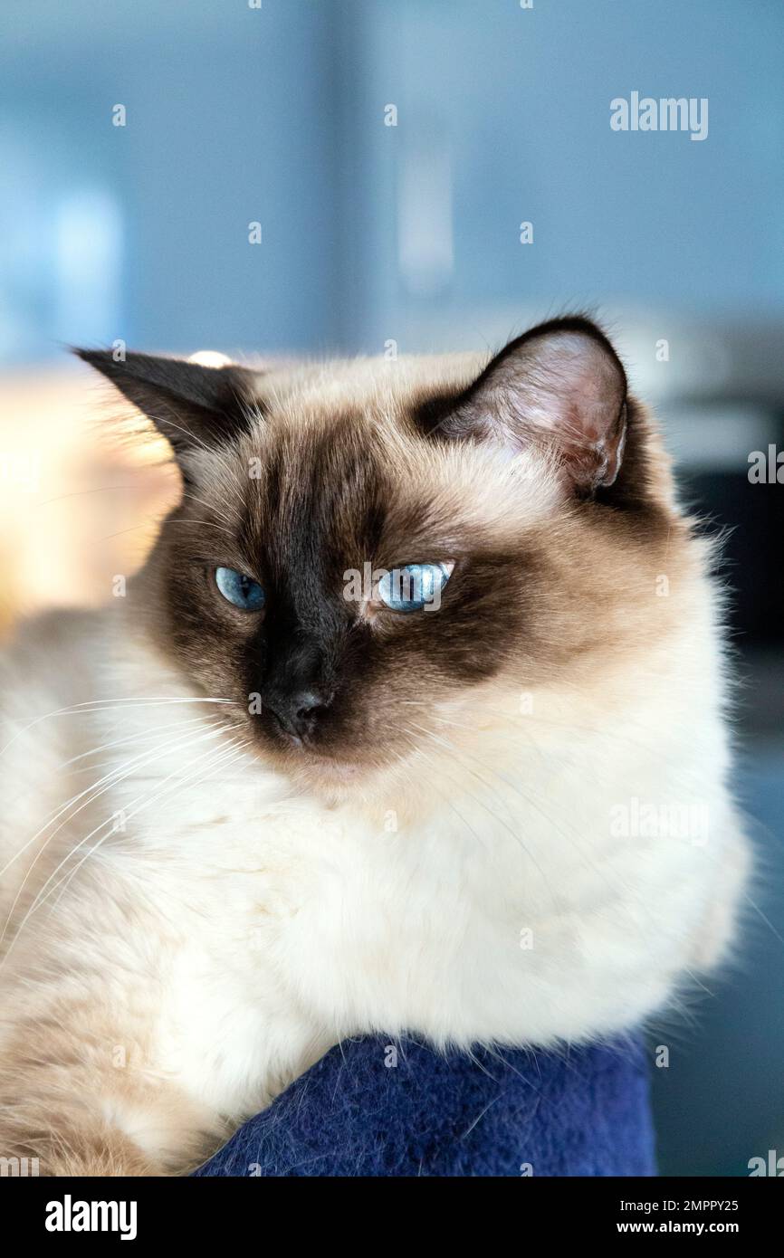 Portrait de chat ragdoll à pointe de phoque femelle Banque D'Images